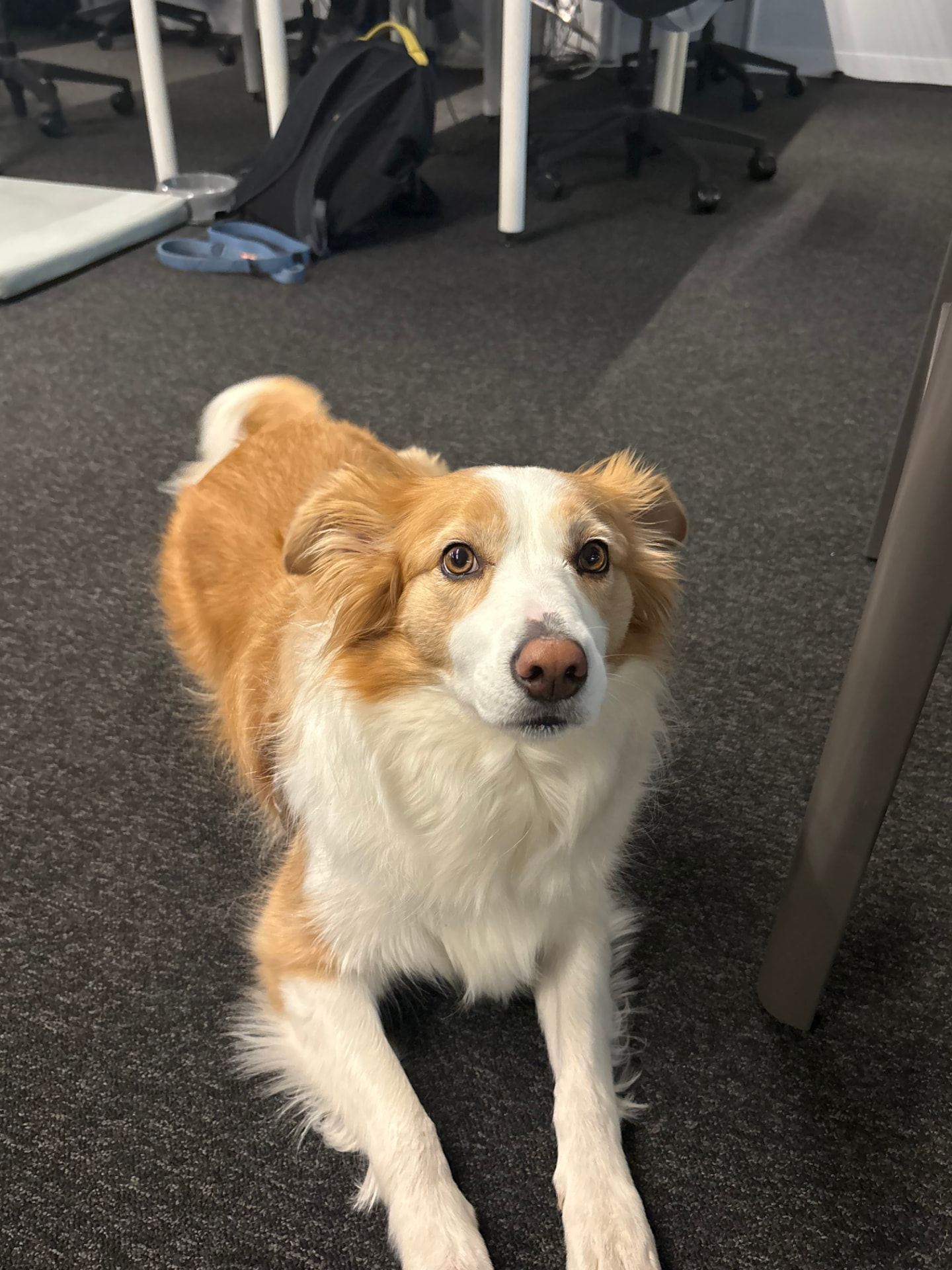 The SprintSuite office dog in the Melbourne hub