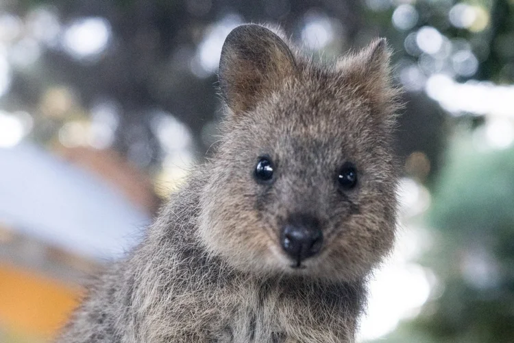 A real quokka on Rottnest Island (Wadjemup), Western Australia