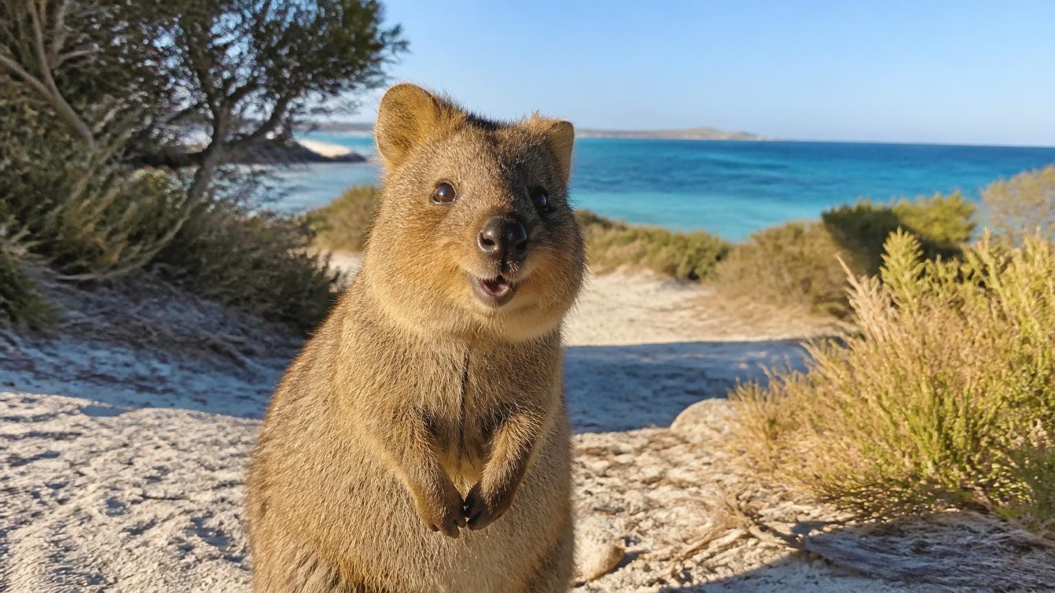 How to Name a Quokka: 50 WA-Inspired Ideas