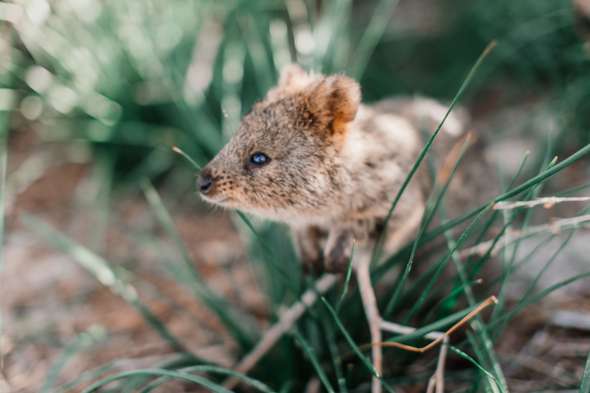 Name Our Quokka: $1 for Every Name Supports the Rottnest Foundation
