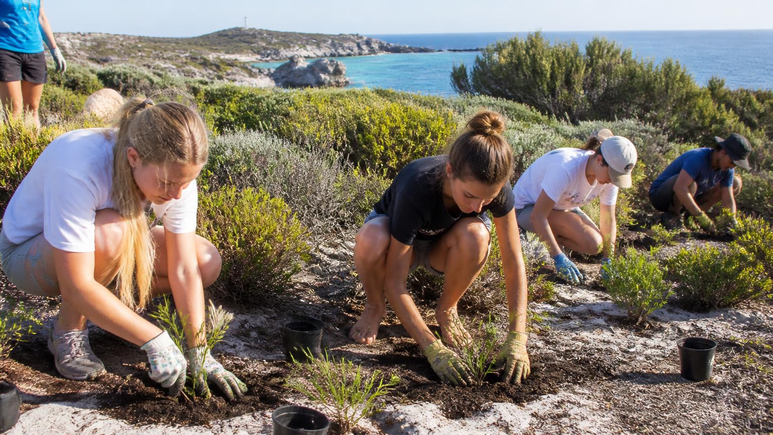 Rottnest Foundation volunteers supporting habitat restoration on Wadjemup Rottnest Island