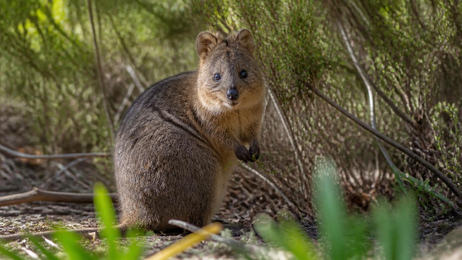 Why Are Quokkas Vulnerable? Threats & Conservation